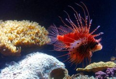 獅子魚入侵古巴 當(dāng)?shù)厝酥苯佣松喜妥澜鉀Q危機(jī)